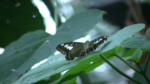 Butterfly resting on a leaf (High Definition) Stock Footage 64022