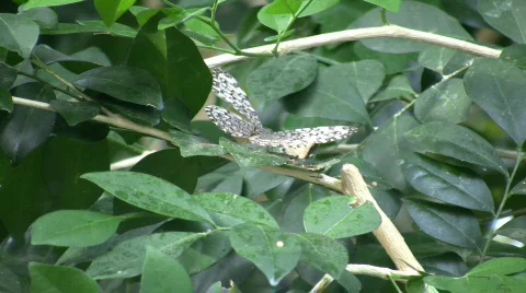 Butterfly resting on a leaf (High Definition) Stock Footage 64029