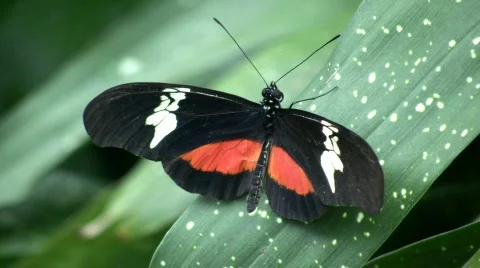 Butterfly resting on a leaf (High Definition) Stock Footage 64030