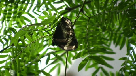 Butterfly resting on a leaf (High Definition) Stock Footage 64051