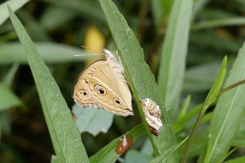 Butterfly Resting on a Leaf Next to Its Chrysalis in Nature Habitat Stock Photos