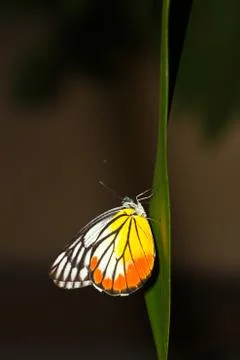 A butterfly resting on  leaf. Stock Photos