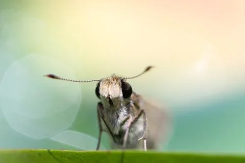 A butterfly resting on  leaf. Stock Photos