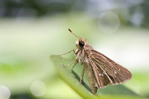 A butterfly resting on  leaf. Stock Photos