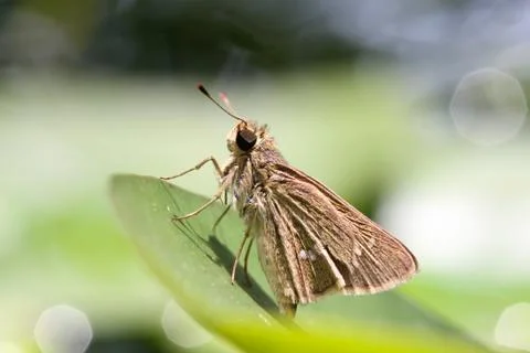 A butterfly resting on  leaf. Stock Photos