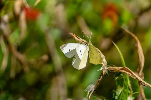 A butterfly is resting on a leaf Stock Photos