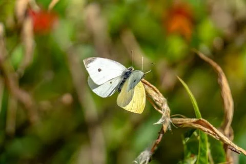A butterfly is resting on a leaf Foto stock
