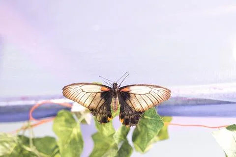 A butterfly is resting on a leaf Stock Photos