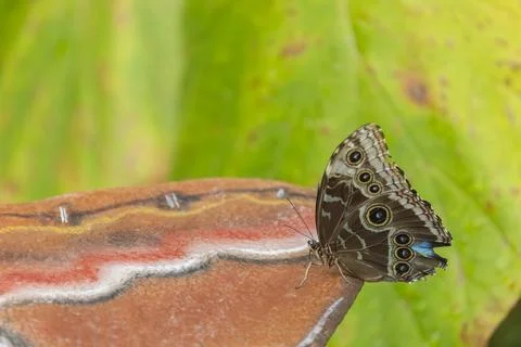 Butterfly resting on patterned surface with green background Stock Photos