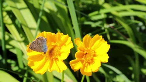 Butterfly resting peacefully on bright yellow cosmos flower petals Stock Footage 310732277