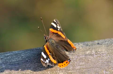 Butterfly resting Stock Photos