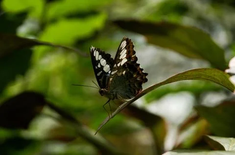 Butterfly that resting Foto stock