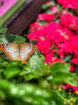 Butterfly Resting 库存照片