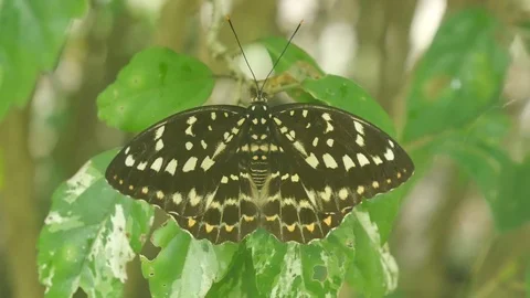 Butterfly resting on the tree leaf Stock Footage 101903432