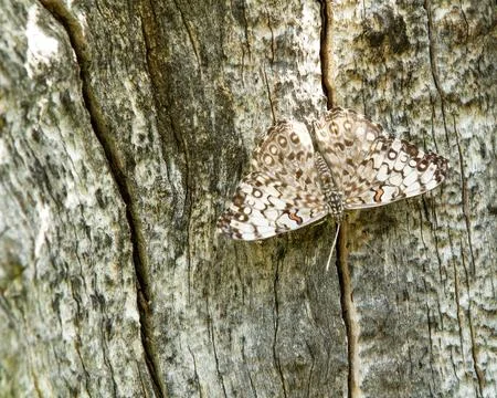 A butterfly is resting on a tree trunk Stock Photos
