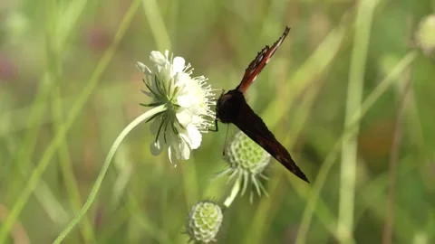 Butterfly resting on a white flower Stock Footage 320337604