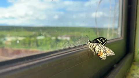 Butterfly rests on cloudy stained window glass, delicate wings contrasting with 스톡 동영상 325514305