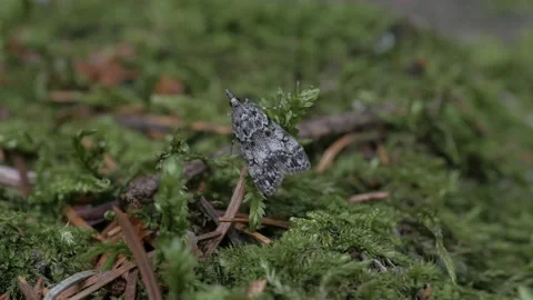 A butterfly rests on a green background. Видео 151833410