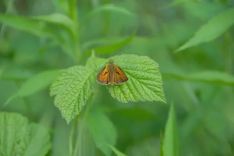 Butterfly rests on a leaf Stock Photos