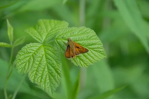Butterfly rests on a leaf Stock Photos
