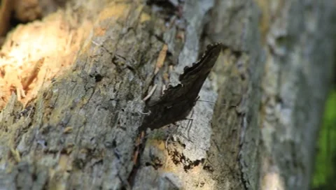 Butterfly rests on log Stock Footage 8632183
