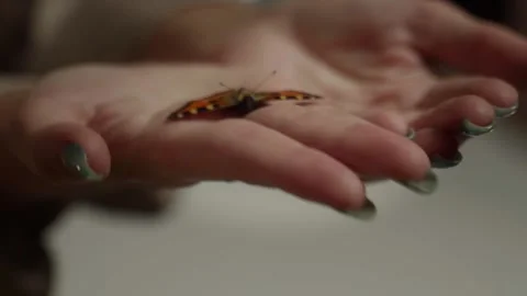 A butterfly rests on a person's open hand. The butterfly is brown and orange Stock-Footage 280378031