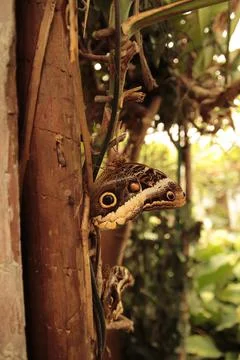 A butterfly rests on a tree trunk Stock Photos