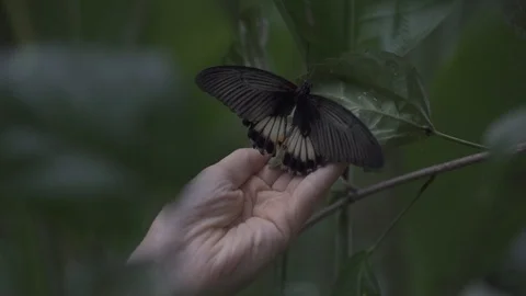 Butterfly Revealed Under Leaf Stock Footage 106024866