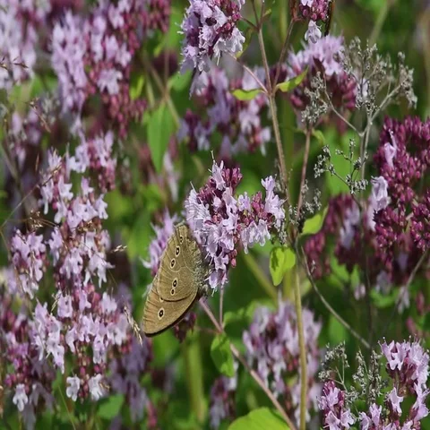 Butterfly Ringlet (Aphantopus hyperantus) collects nectar on the flowers Stock Footage 69387683