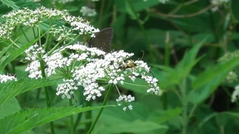 Butterfly Ringlet (Aphantopus hyperantus) collects nectar on flowers Stock-Footage 169646706