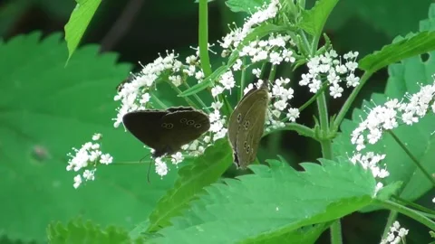 Butterfly Ringlet (Aphantopus hyperantus) collects nectar on flowers 2 Video stock 169646710