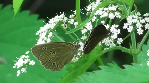 Butterfly Ringlet (Aphantopus hyperantus) collects nectar on flowers 1 Video stock 169646735