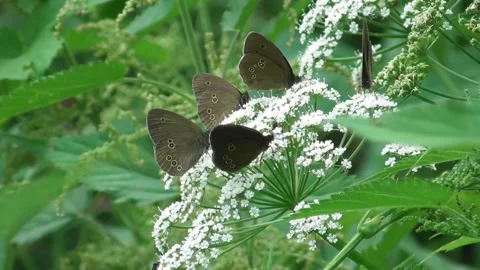 Butterfly Ringlet (Aphantopus hyperantus) collects nectar on flowers 3 Video stock 169646737
