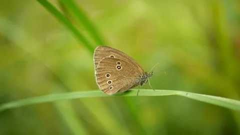 Butterfly ringlet Aphantopus hyperantus detail meadow spotted beautiful Video stock 329322267
