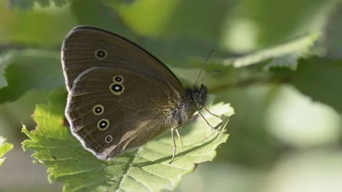 Butterfly Ringlet, Aphantopus hyperantus Stock Footage 99873086