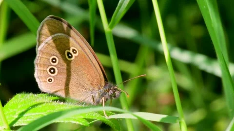 Butterfly - Ringlet, Aphantopus hyperantus Stock-Footage 157656963