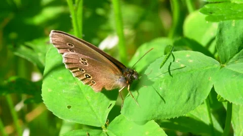 Butterfly - Ringlet, Aphantopus hyperantus Stock Footage 157660296