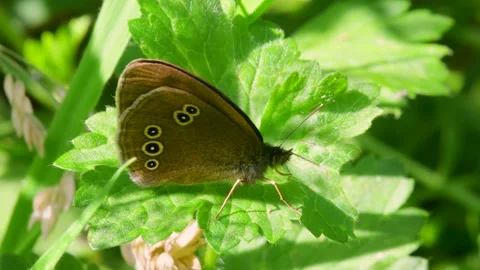 Butterfly - Ringlet, Aphantopus hyperantus Stock Footage 157660400