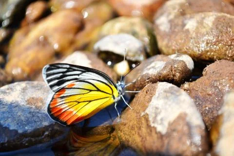Butterfly at the river Stock Photos