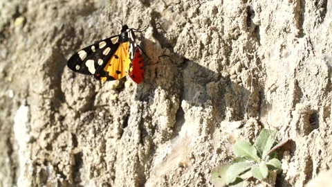 Butterfly on rock 1 Stock Footage 148554259