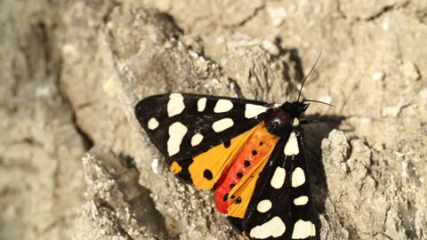 Butterfly on rock closeup 2 Stock Footage 148554668