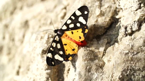 Butterfly on rock closeup Stock Footage 148554420