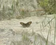 Butterfly on rock SD Footage