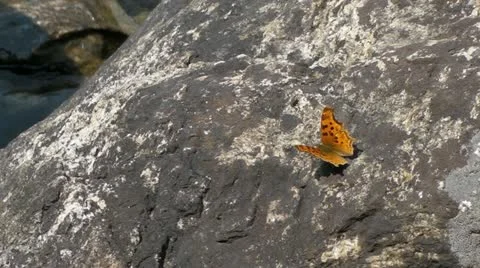 Butterfly on a Rock Stock-Footage 11851841