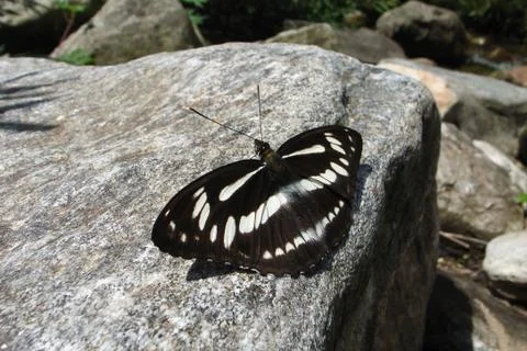 Butterfly on rock Stock Photos