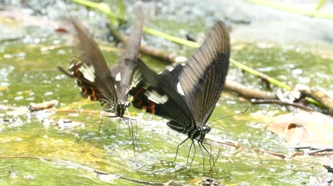 Butterfly on the rock at the waterfall. Stock Footage 53347971