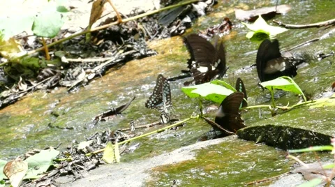 Butterfly on the rock at the waterfall. Vídeos de archivo 54098341