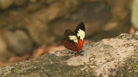 Butterfly on Rocks Stock-Footage 109200628