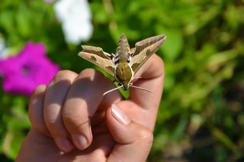 Butterfly roisterer on hand Stock Photos