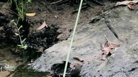 Butterfly Romance Video stock 10910557